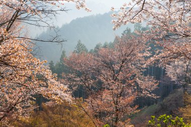 Japonya 'daki yeşil dağlarda çiçek açan sakura ağaçlarının manzaralı görüntüsü.