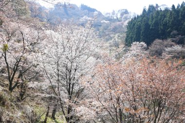 bir arka plan üzerinde güzel pembe çiçekler