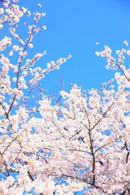 Mavi gökyüzü arka plan üzerinde güzel kiraz çiçeği