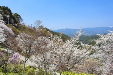 İlkbaharda kiraz ağaçlarının ve çiçeklerin güzel manzarası        