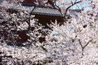 Japonya 'da kiraz çiçekleri, Tokyo
