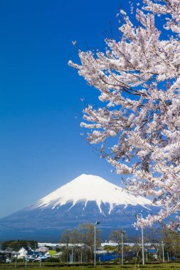 Baharda Fuji Dağı, kiraz ağacı, Yamanashi Bölgesi, Japonya