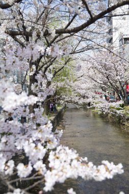 güzel çiçek açan ağaçlar bahar