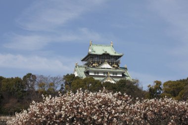 Japonya 'da kiraz çiçekli Osaka kalesi
