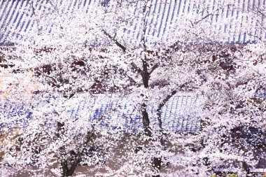 İlkbaharda güzel kiraz çiçekleri