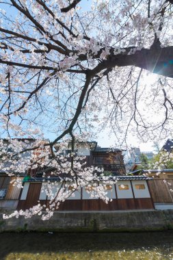güzel çiçek açan ağaçlar bahar