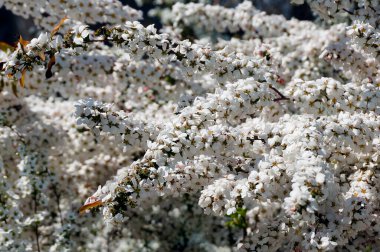 İlkbaharda ağaçta açan kiraz çiçekleri
