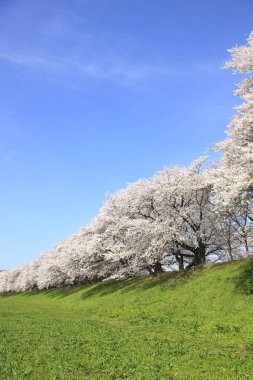 Çiçek açmış güzel kiraz çiçekleri. Japonya
