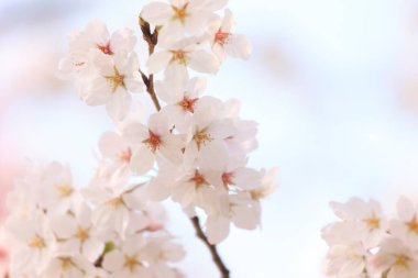 İlkbaharda doğa arka planında kiraz çiçeği açar.