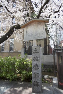 güzel çiçek açan ağaçlar bahar