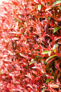 Kırmızı yaprakların yakın görünümü