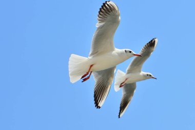 Doğa arka planında uçan martı kuşları.