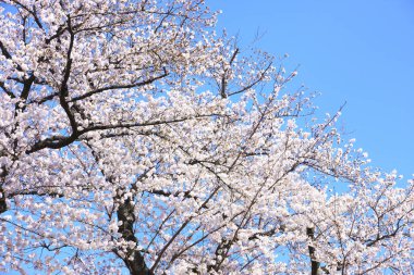 Japonya 'da kiraz çiçekleri, Tokyo