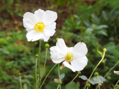 Bahçedeki güzel çiçekler