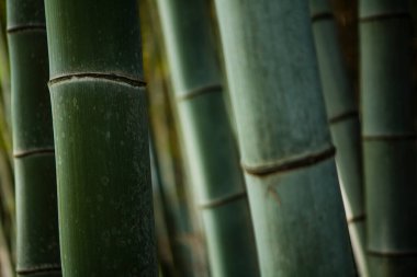 Güzel yeşil bambu dokusunun yakın plan görüntüsü, bitki örtüsü       