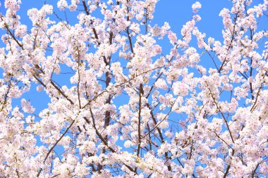 mavi bir gökyüzünde güzel bahar çiçekleri