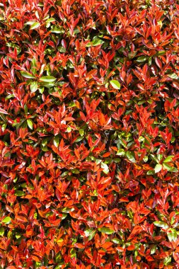 Güzel renkli sonbahar çiçekleri