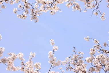 İlkbaharda açan güzel kiraz ağacı     