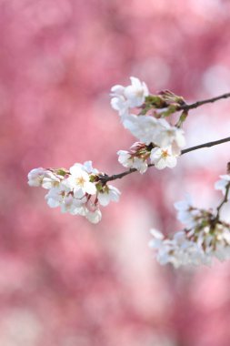 Bahçede güzel bahar çiçekleri 