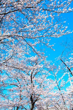 Bahçede güzel bahar çiçekleri