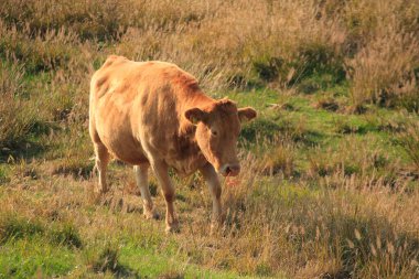 Günbatımında bir tarlada otlayan inekler 
