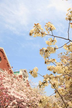 Japonya 'da kiraz çiçeği zamanı