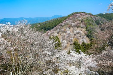 İlkbaharda kiraz ağaçlarının ve çiçeklerin güzel manzarası        