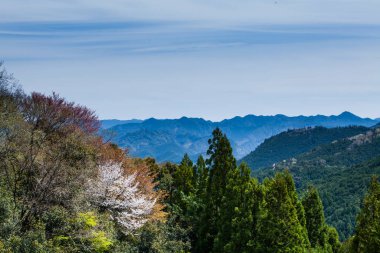 Ağaçlar ve gökyüzüyle dağlarda güzel bir manzara 