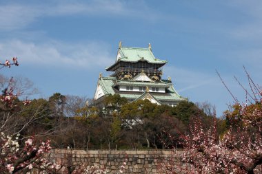 Japonya 'da kiraz çiçekli Osaka kalesi