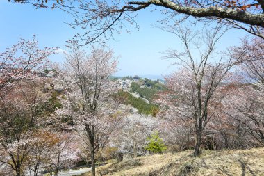 bir arka plan üzerinde güzel pembe çiçekler