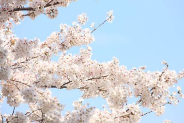 Bahçede güzel bahar çiçekleri 