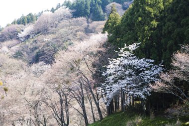bir arka plan üzerinde güzel pembe çiçekler