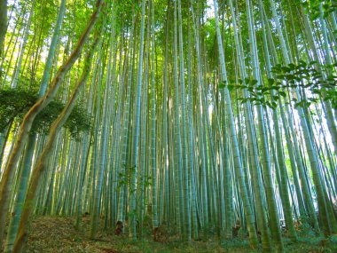 Doğada gündüz vakti bambu ormanı