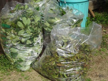 Yeşil bahçe kırpıntılarıyla dolu poşetleri temizle.