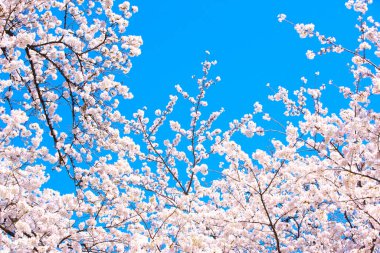 İlkbaharda kiraz çiçeği