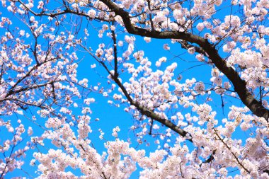 Güzel açan bahar çiçekleri