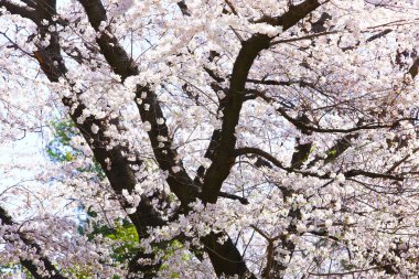 İlkbaharda açan güzel kiraz ağacı