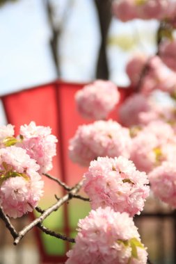 Bahçede güzel bahar çiçekleri 