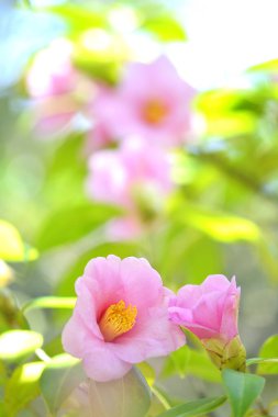 Bahçedeki güzel çiçekler