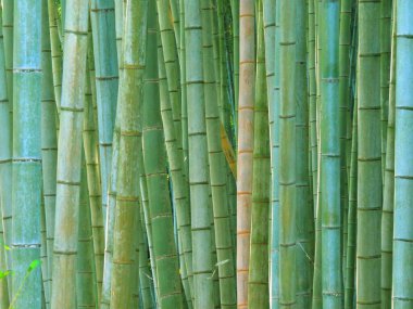 Doğada gündüz vakti bambu ormanı