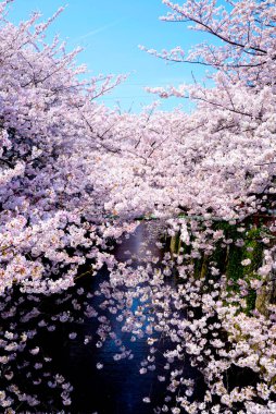 Parkta güzel bahar çiçekleri, kiraz çiçekleri 