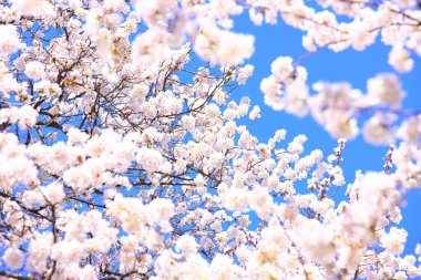 Bahar çiçekleri, ağaç çiçekleri