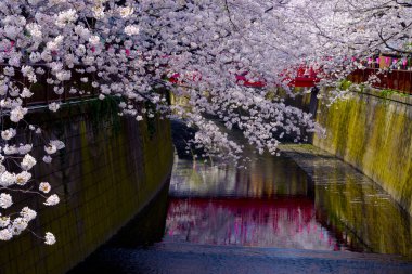 Kiraz ağaçlı güzel bir park manzarası.