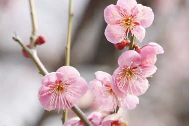 Bahçedeki güzel pembe sakura çiçekleri