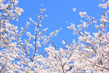 İlkbaharda açan güzel kiraz ağacı