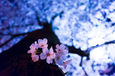 Güzel ilkbahar beyaz kiraz çiçekleri 