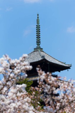 Kiraz çiçekleri ve Ninna-ji Tapınağı Pagoda, Kyoto, Kyoto Bölgesi, Japonya