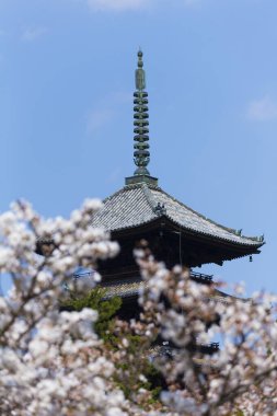 cherry blossoms and Ninna-ji Temple Pagoda, Kyoto, Kyoto Prefecture, Japan clipart