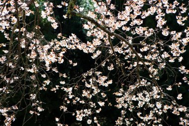 bir arka plan üzerinde güzel pembe çiçekler