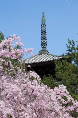 Kiraz çiçekleri ve Ninna-ji Tapınağı Pagoda, Kyoto, Kyoto Bölgesi, Japonya